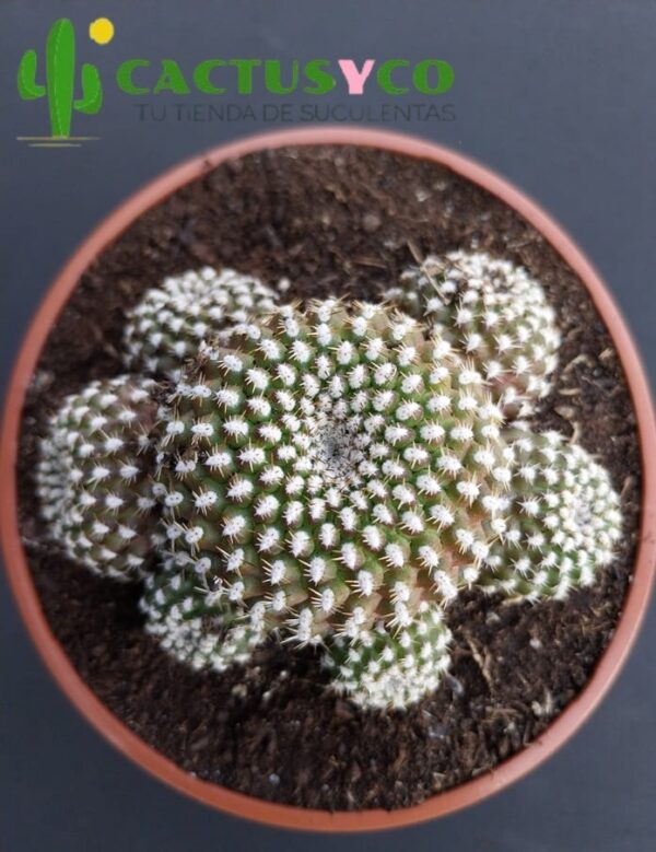 Rebutia krainziana (flor naranja)