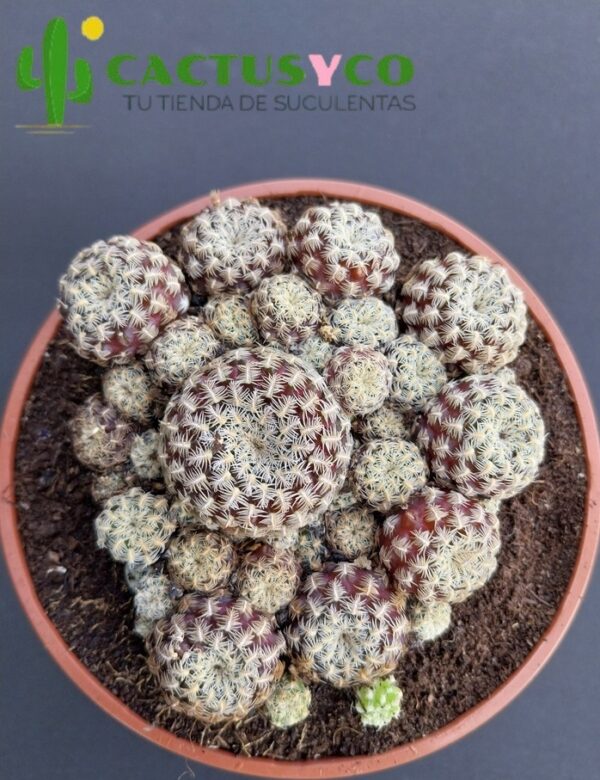 Sulcorebutia langeri (flor amarilla)