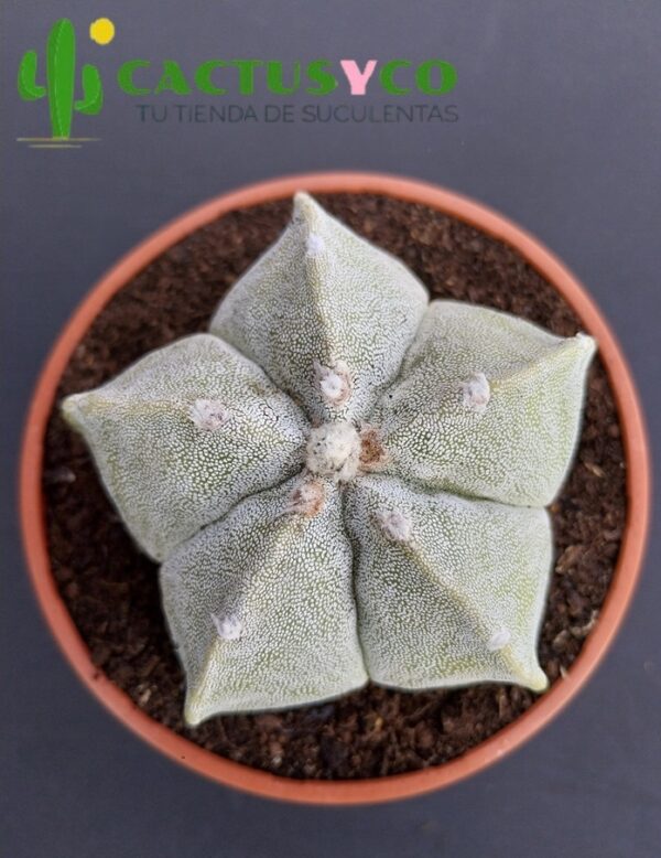Astrophytum myriostigma (flor amarilla)