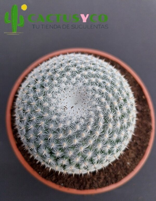 Mammillaria pseudoperbella (flor rosa)