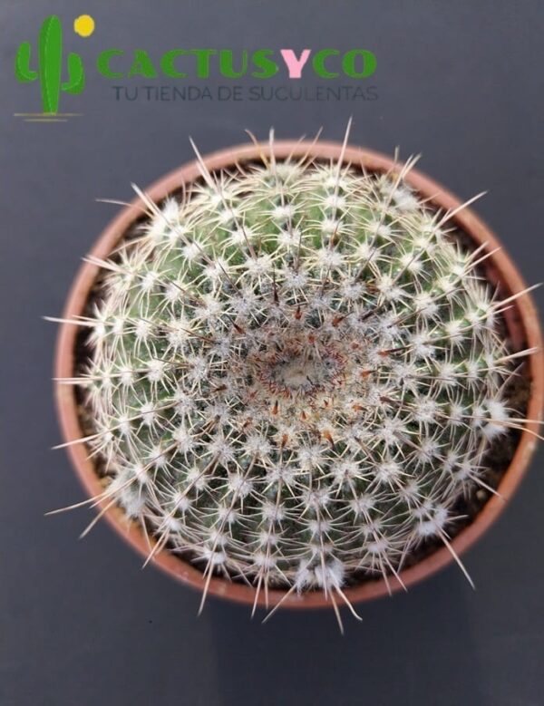 Parodia / Notocactus sp. (flor amarilla)