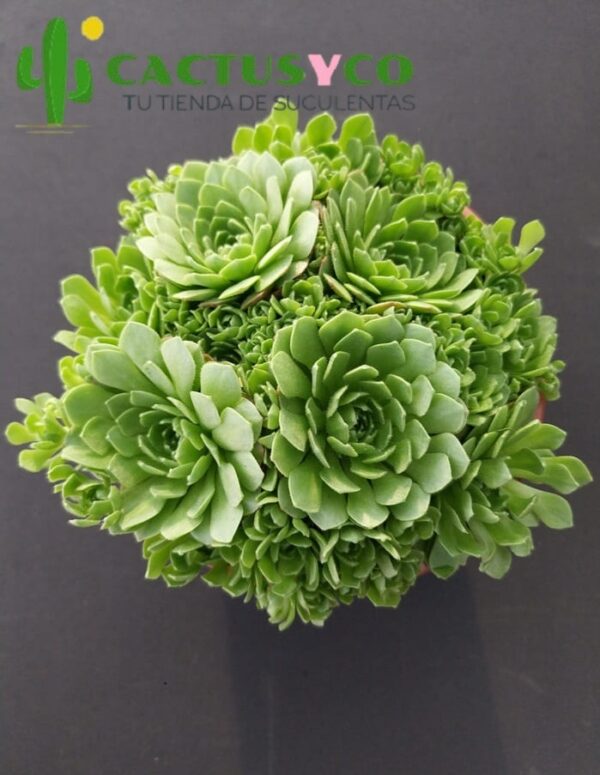 Rosularia platyphylla