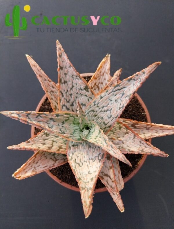 Aloe "Pink Blush"