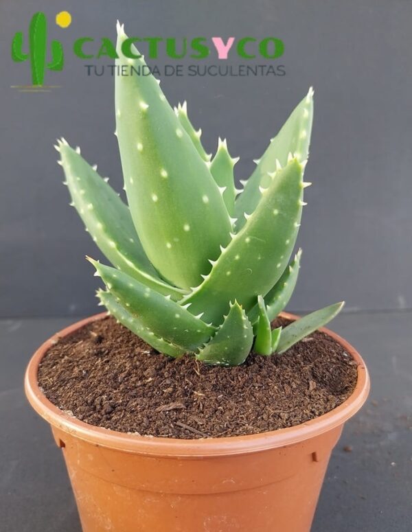 Aloe perfoliata / mitriformis