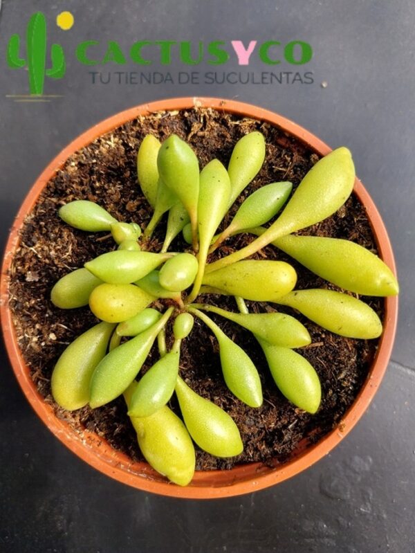 Adromischus cristatus "Indian Clubs"