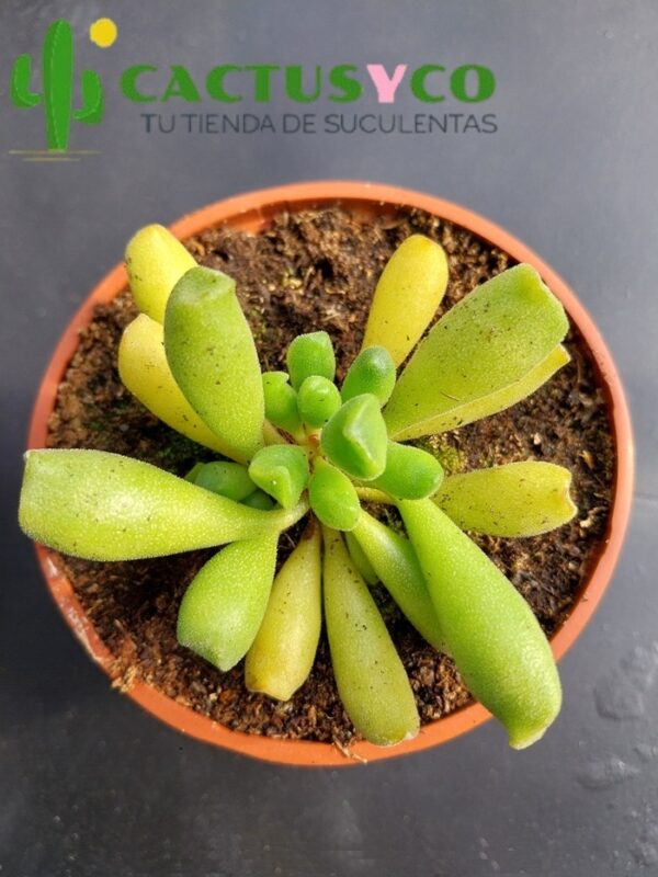 Adromischus cristatus var. schonlandii