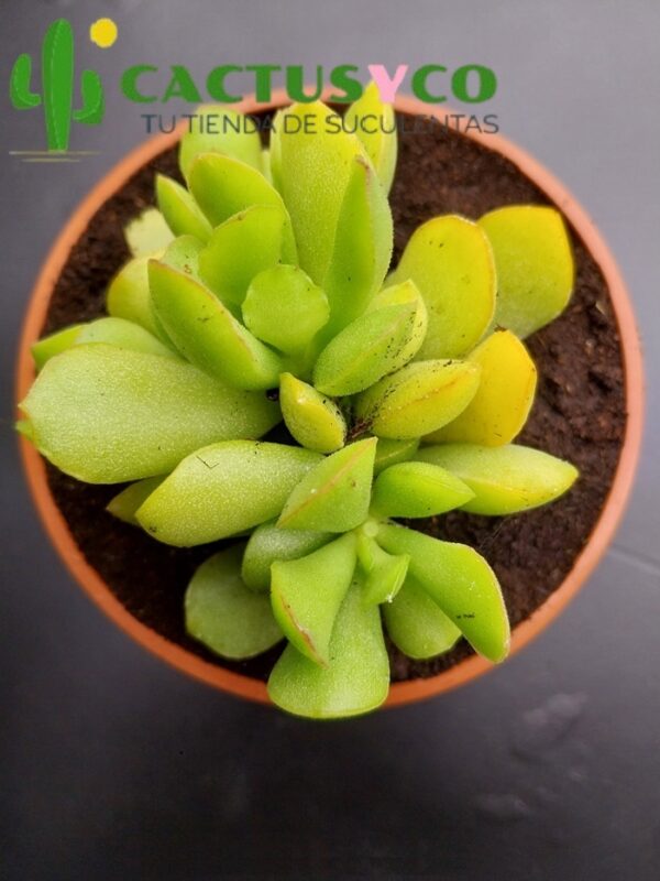 Adromischus diabolicus