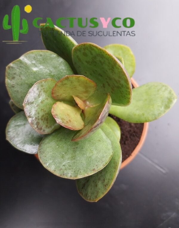 Adromischus rupicola