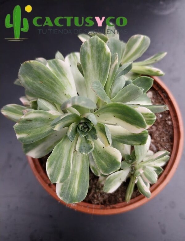 Aeonium castello-paivae variegata