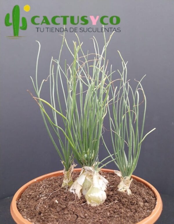 Albuca humilis (flor amarilla)