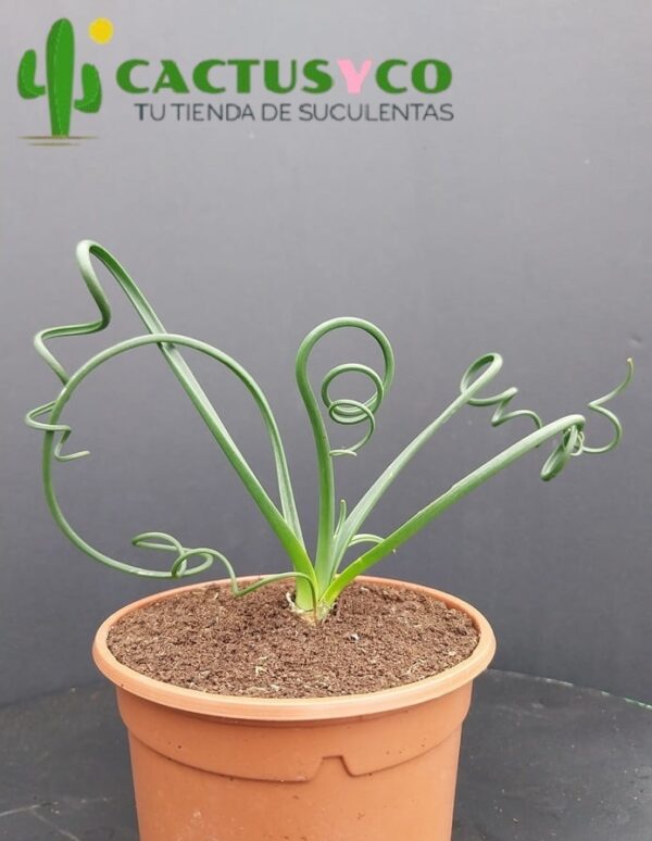 Albuca spiralis (flor amarilla)