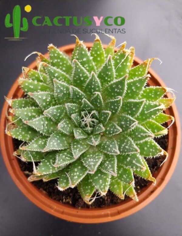 Aloe aristata