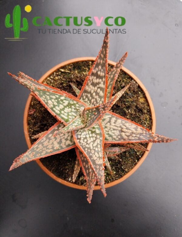 Aloe "Donnie"