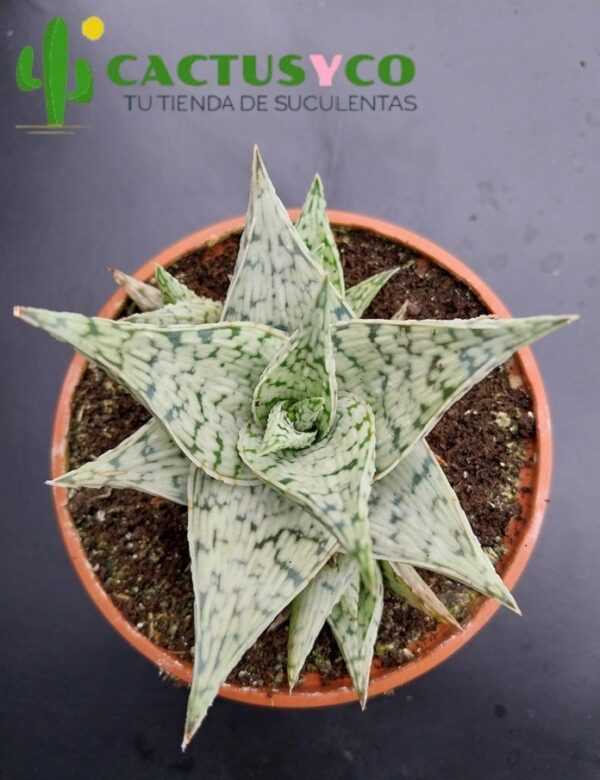 Aloe "Guido"