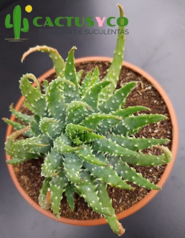 Aloe humilis