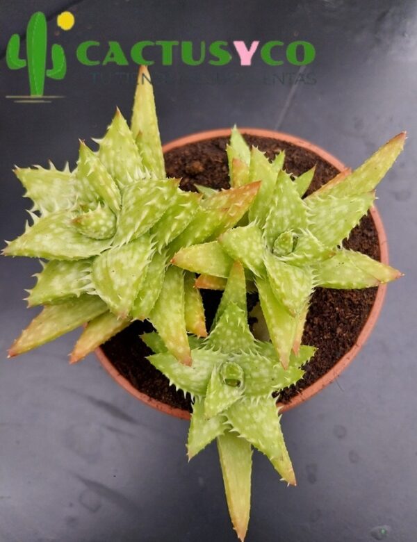Aloe juvenna