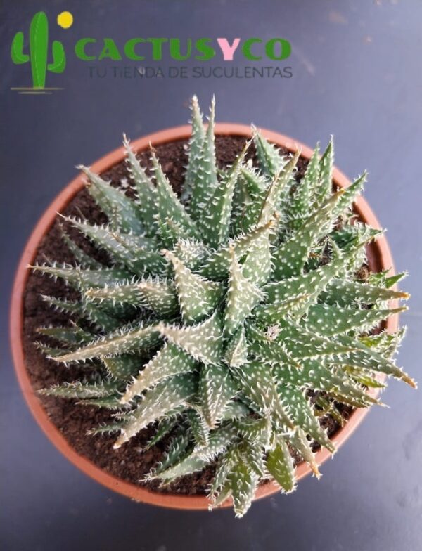 Aloe "Pepe"