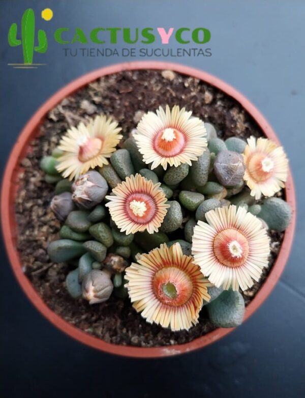 Aloinopsis schooneesii (flor amarilla y naranja)
