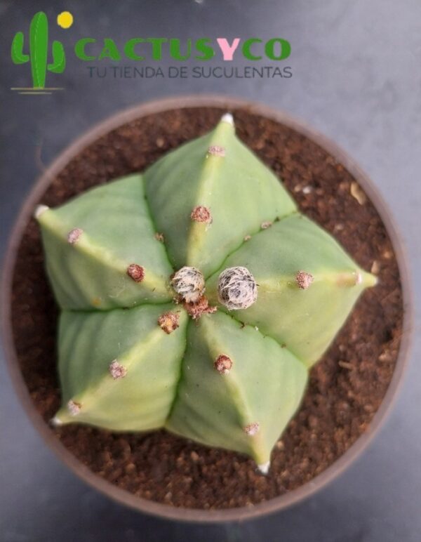 Astrophytum myriostigma var. nudum (flor amarilla)