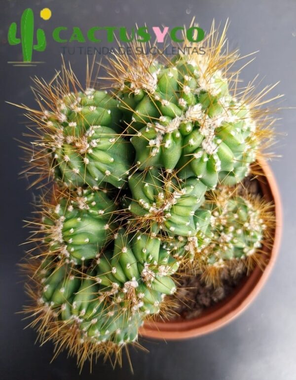 Cereus peruvianus monstruosus