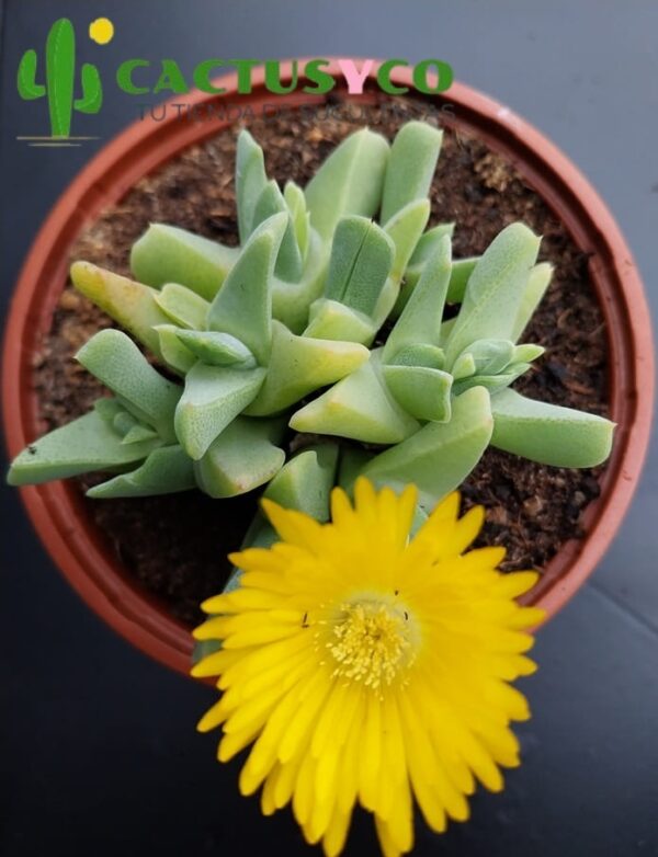 Cheirodopsis borealis (flor amarilla)