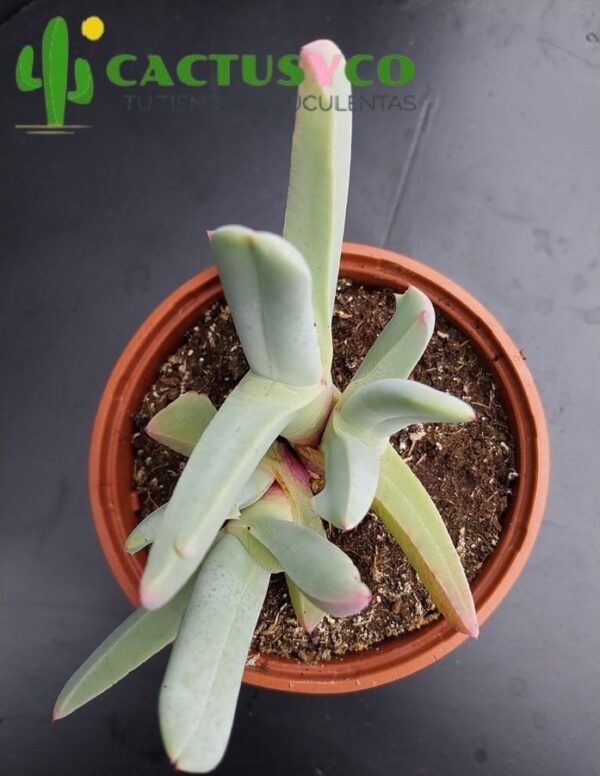 Cheirodopsis candidissima (flor amarilla)