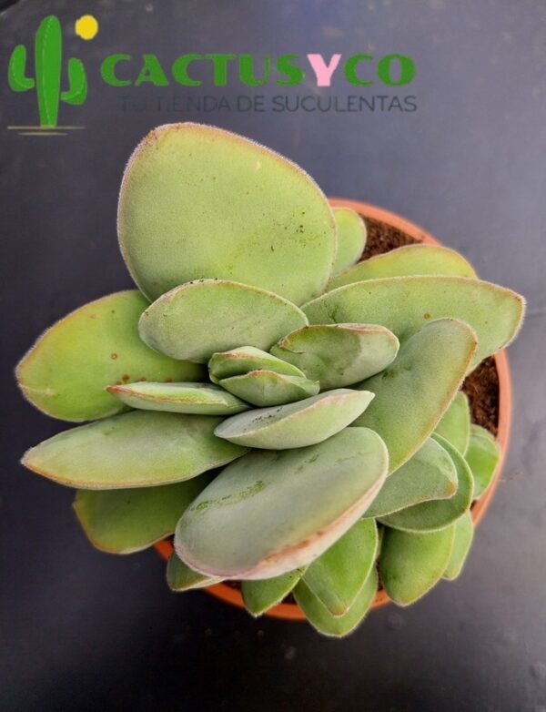 Crassula dubia