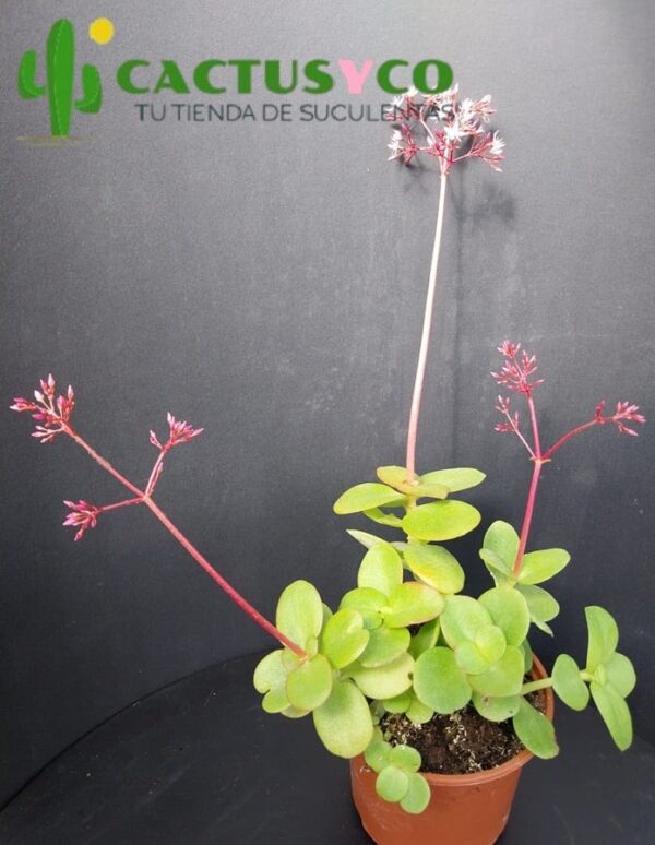 Crassula multicava (Orgullo de Londres)