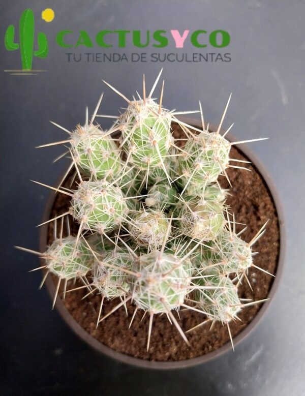 Opuntia / Grusonia bulbispina