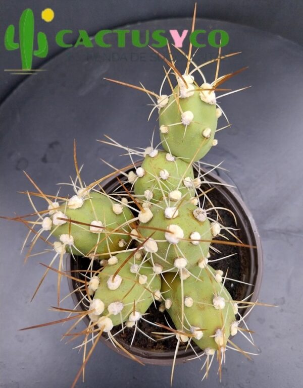 Opuntia / Cumulopuntia zehnderi