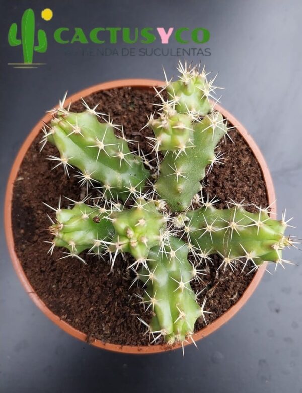 Echinocereus penthalophus (flor fucsia)