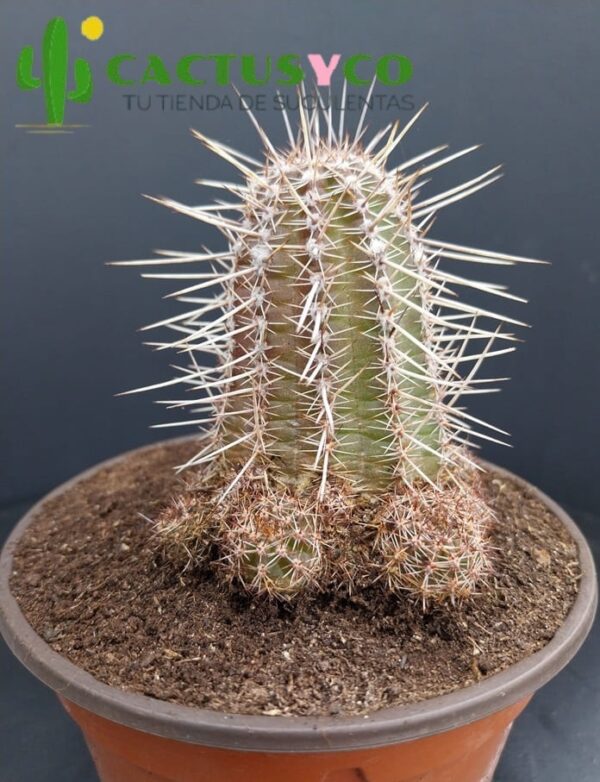 Echinopsis chamaelobivia, forma columnar (Flor amarilla)