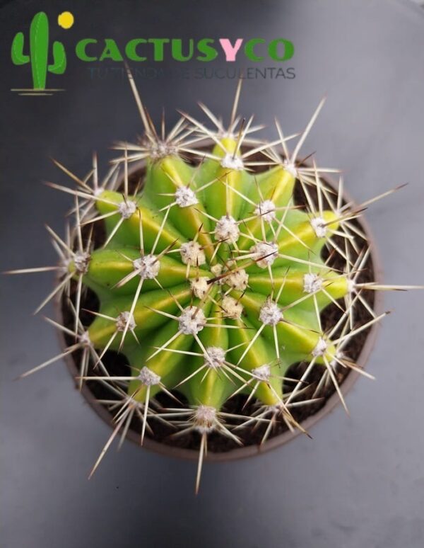 Echinopsis eyriesii var. longispina (flor blanca y rosa)