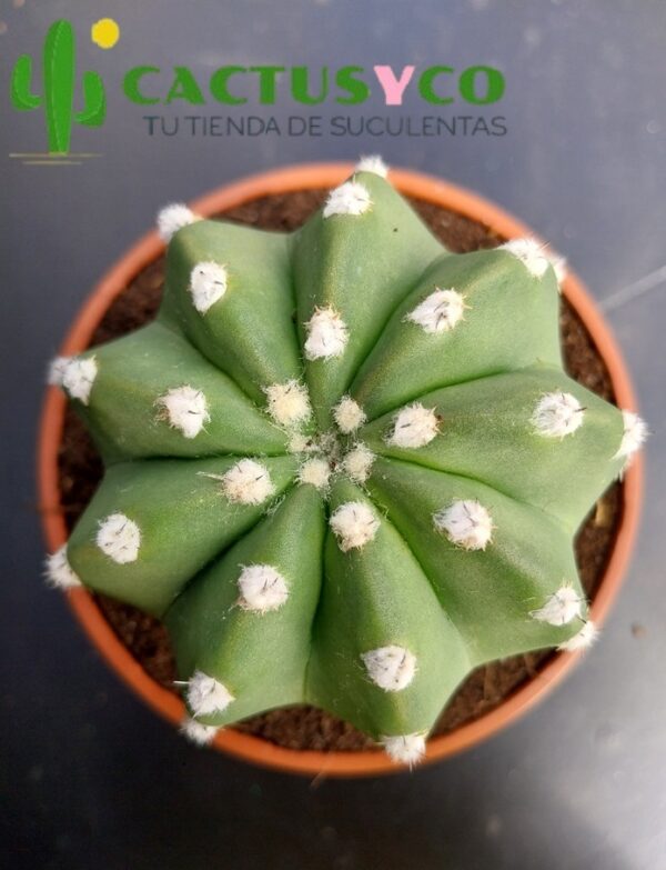 Echinopsis subdenudata (flor blanca)