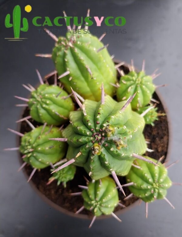 Euphorbia aggregata