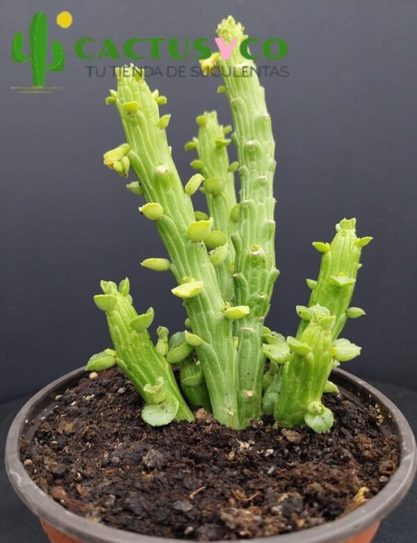 Euphorbia bisellenbeckii