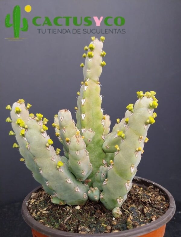 Euphorbia debilispina