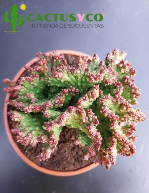 Euphorbia enopla cristata "Coral"