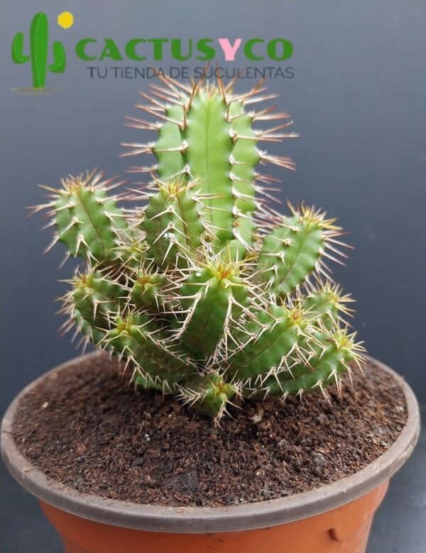 Euphorbia fruticosa