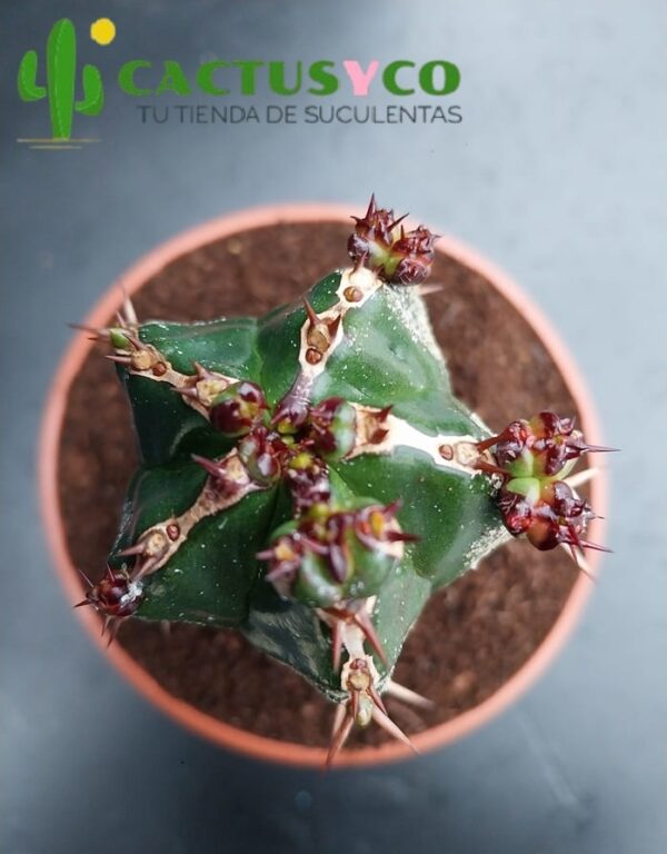 Euphorbia handiensis