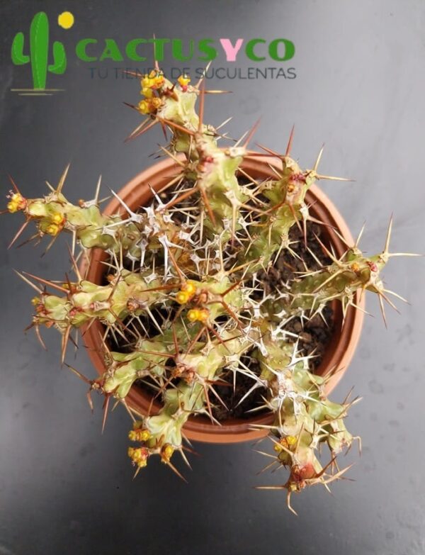Euphorbia lenewtonii
