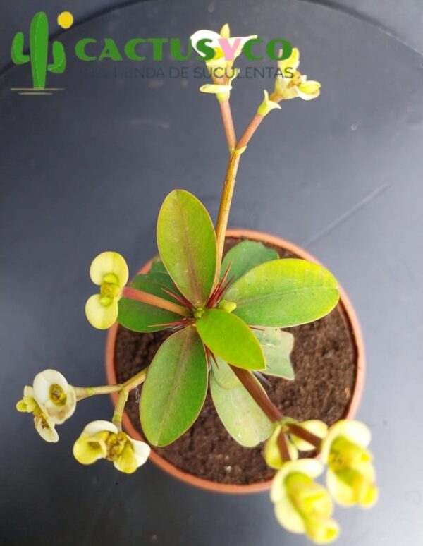 Euphorbia milii, flor blanca pequeña (Espina de Cristo / Corona de Cristo)