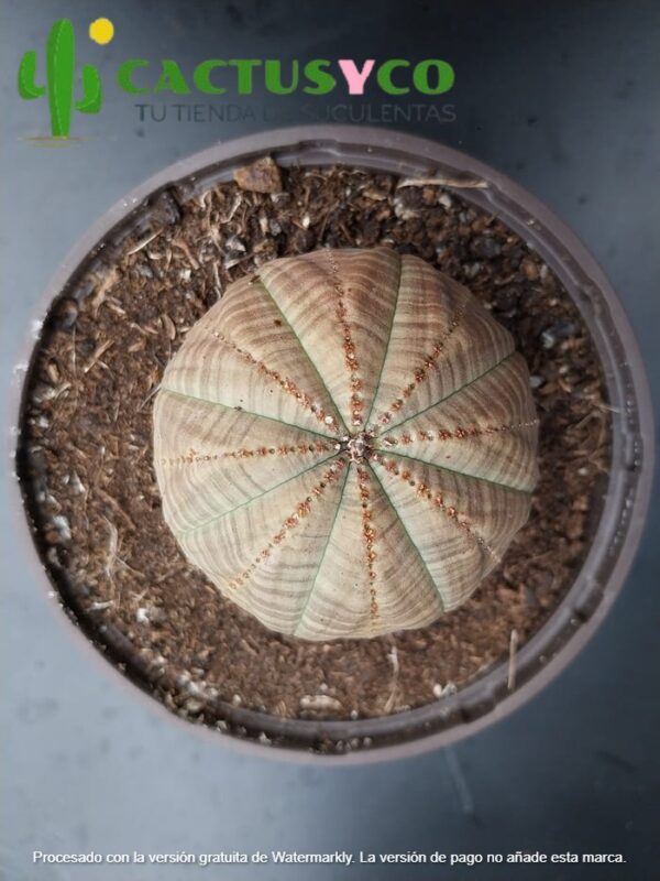 Euphorbia obesa