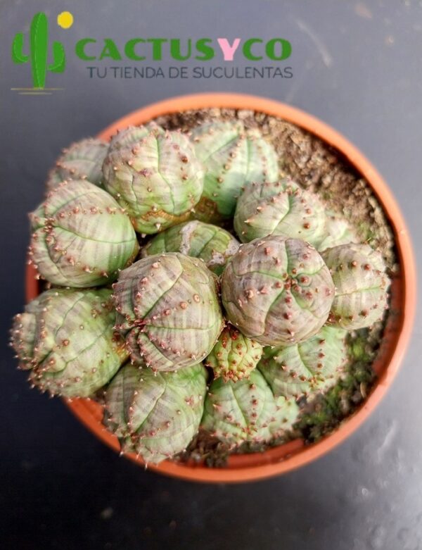 Euphorbia pseudoglobosa