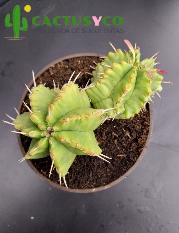 Euphorbia pulvinata