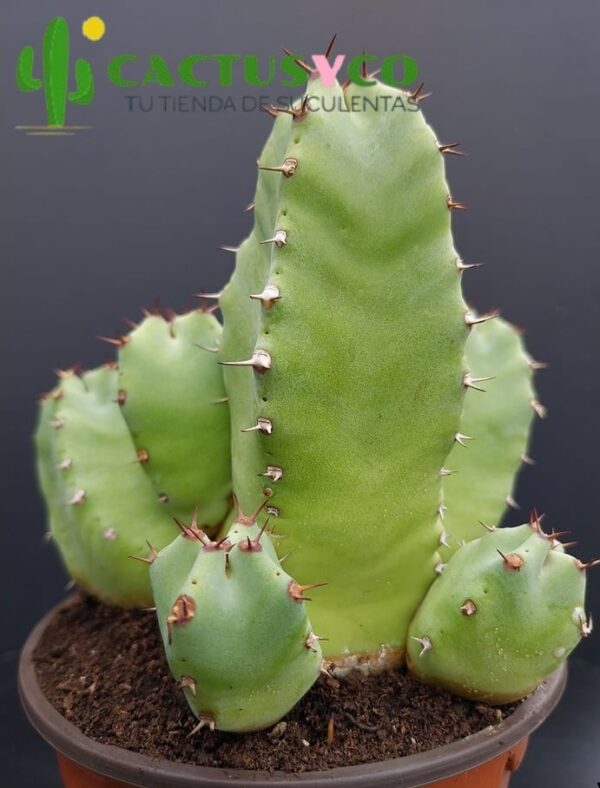 Euphorbia resinifera