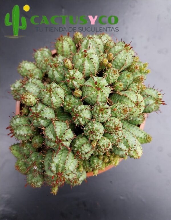 Euphorbia submammillaris