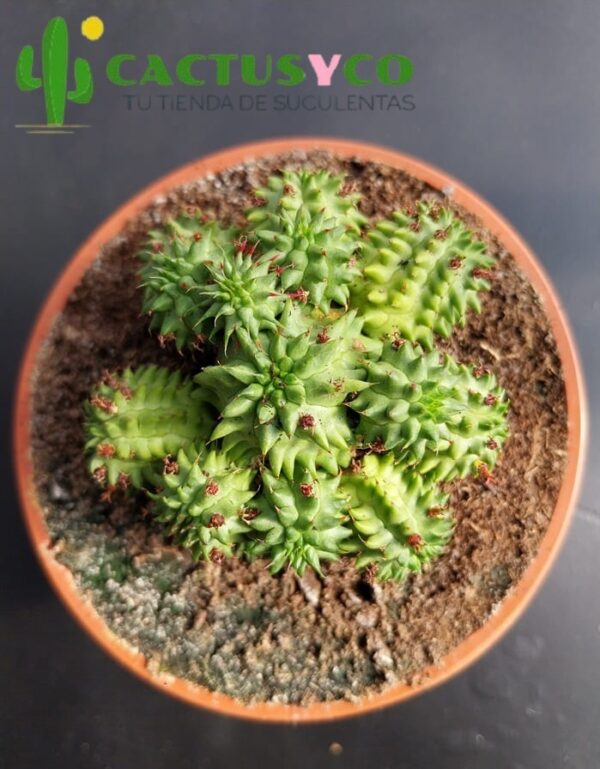 Euphorbia susannae