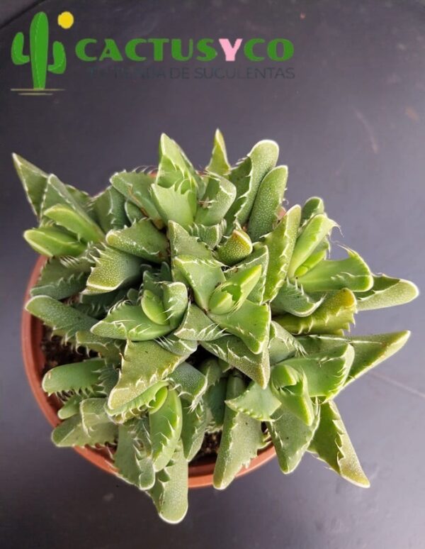 Faucaria tigrina (flor amarilla)