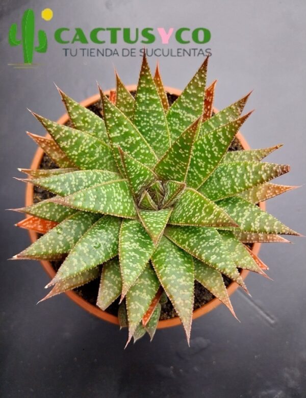 Gasteria "Flow"